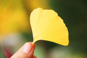 11月來北京西山森林公園賞楓葉